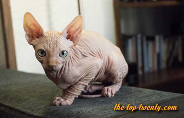 Sphynx katze beliebte Katzenrasse